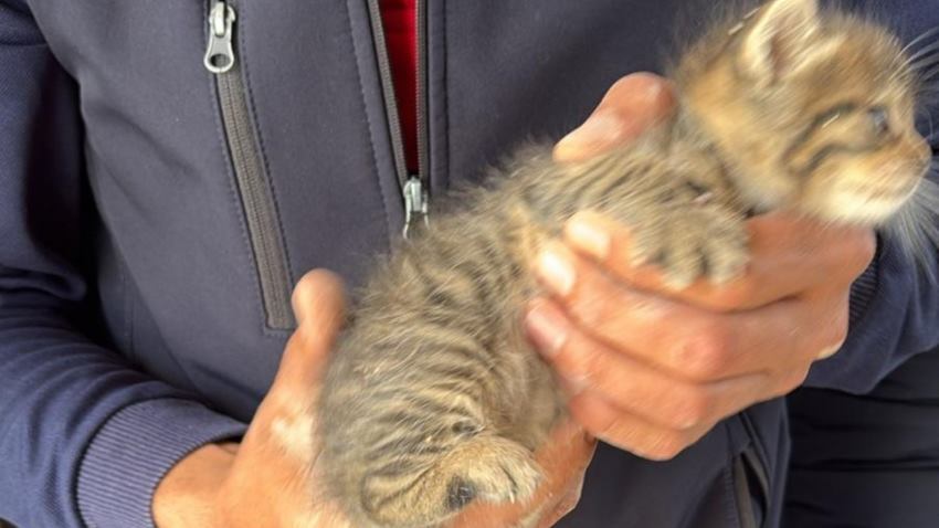 Adıyaman’da Duvara Sıkışan Kedi Kurtarıldı