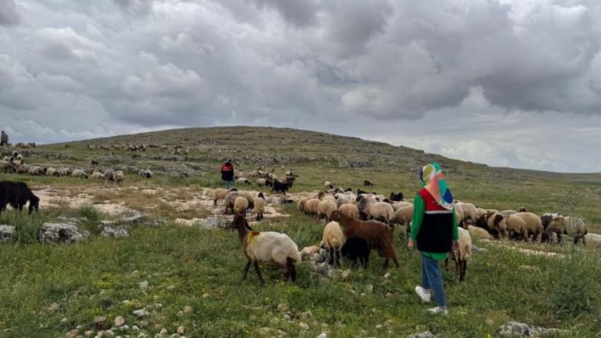 Adıyaman Tarım Müdürlüğü’nden Mera Seferberliği