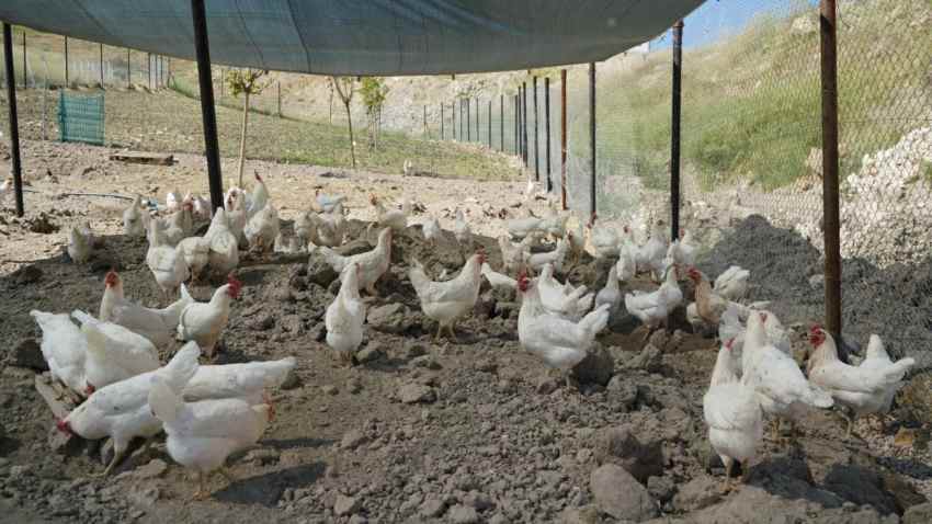 Adıyaman Belediyesi’nden Vatandaşa Doğal Yumurta Desteği