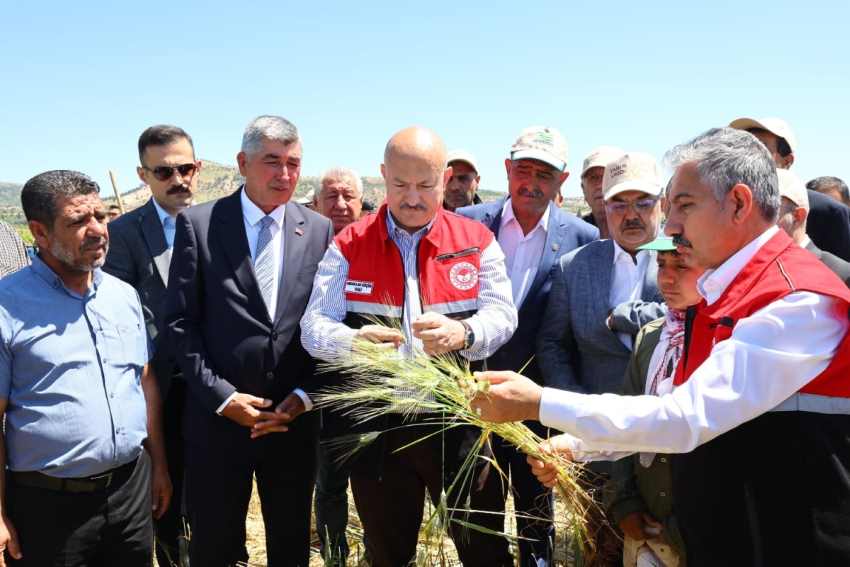 Adıyaman'da Firik Hasadı Başladı: Vali Küçük Üreticilerle Birlikte Harmana Girdi