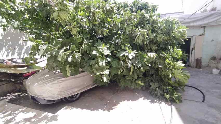 Park Halindeki Aracın Üzerine Ağaç Devrildi