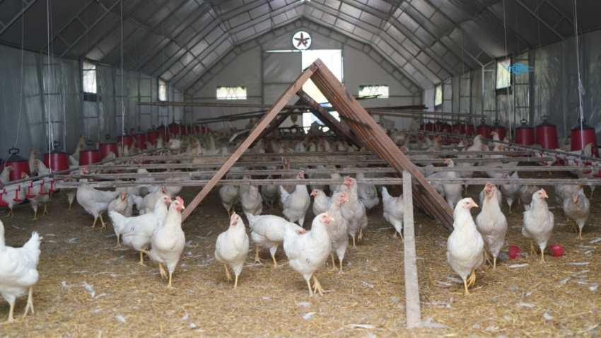 Adıyaman Belediyesi günlük 2 bin 200 yumurta üretiyor