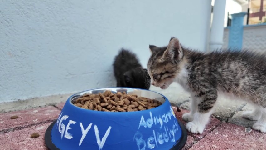 Adıyaman’da sokak hayvanlarına 20 nokta