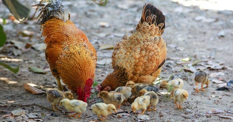 Temmuz Ayında Tavuk Eti Üretimi Arttı 