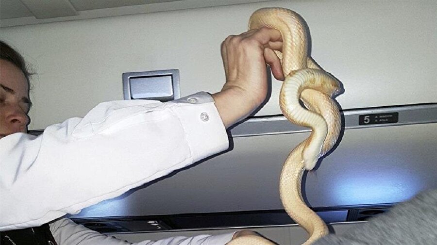 Uçaktaki Yılan Paniğe Yol Açtı