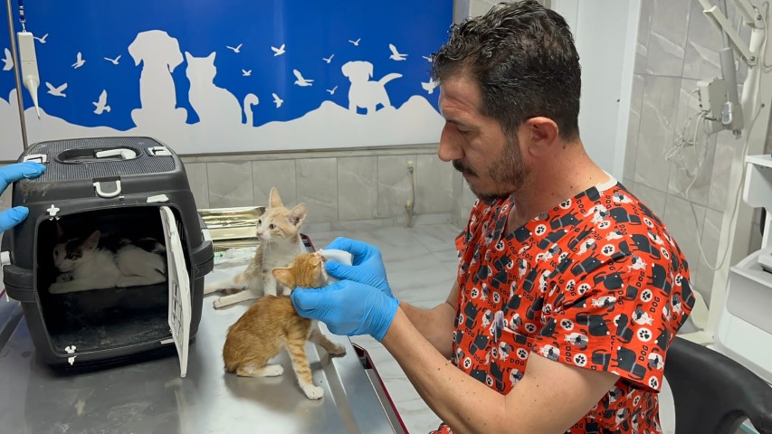 Sokaktaki Hayvanların Yaraları Sarılıyor