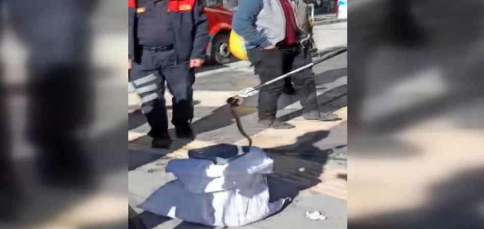 Adıyaman İtfaiyesi'nin Yılan Mesaisi 
