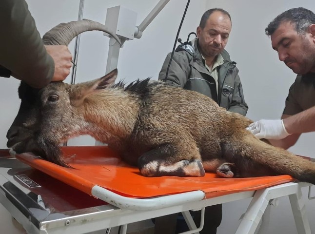 Yaralı Dağ Keçisi Koruma Altına Alındı 