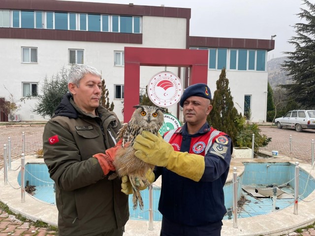 Yaralı Baykuş Koruma Altına Alındı 