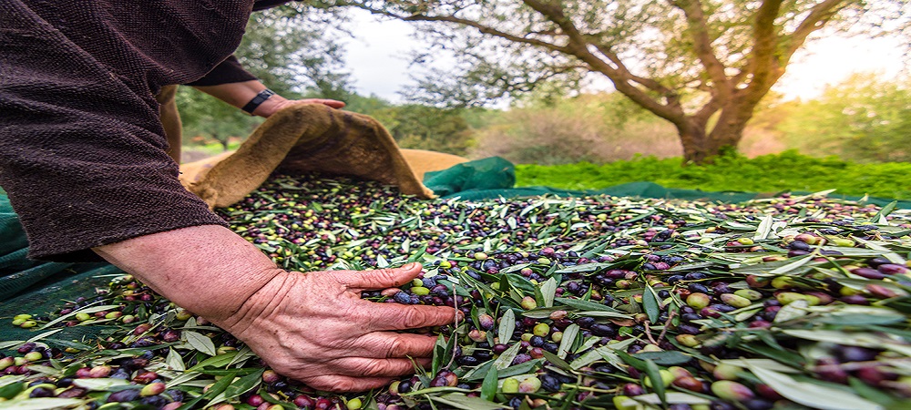 Zeytin İhracatı Döviz Bazında Yüzde 52 Arttı