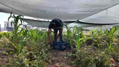 Belediye sebzeleri yarı fiyatına satılıyor